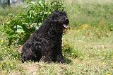 BOUVIER DES FLANDRES 475
